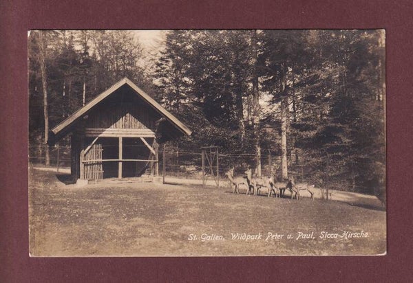 ST. GALLEN - Wildpark - Sicca-Hirsche - 1923
