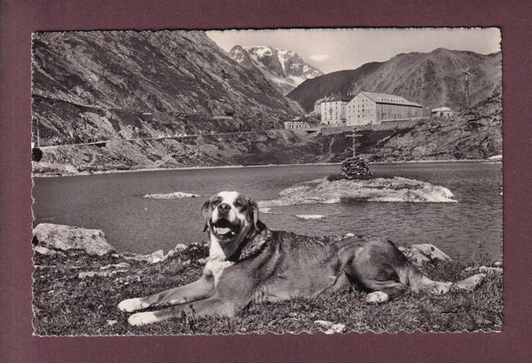 GRAND-SAINT-BERNARD - Chien - Lac - Hospice