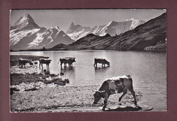 BACHALPSEE - Kühe