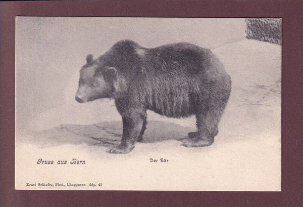 Gruss aus BERN - Der Bär - 1906