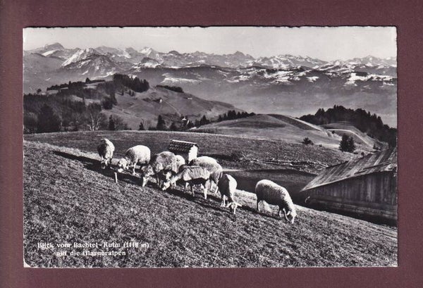 Blick vom BACHTEL-KULM - Schafherde - 1963