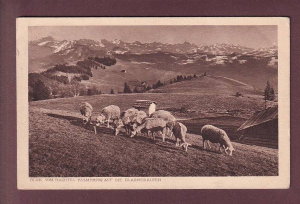 Blick vom BACHTEL-KULM - Schafherde - 1921