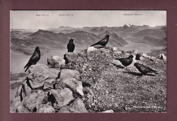 PILATUS-KULM - Dohle / Choucas - 1953