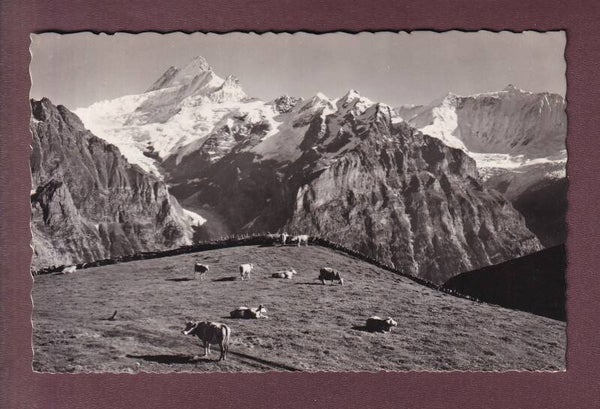 GRINDELWALD-FIRST - 1953