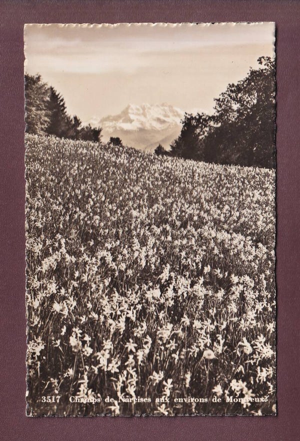 Champ de NARCISSES - Dents du Midi - 1941