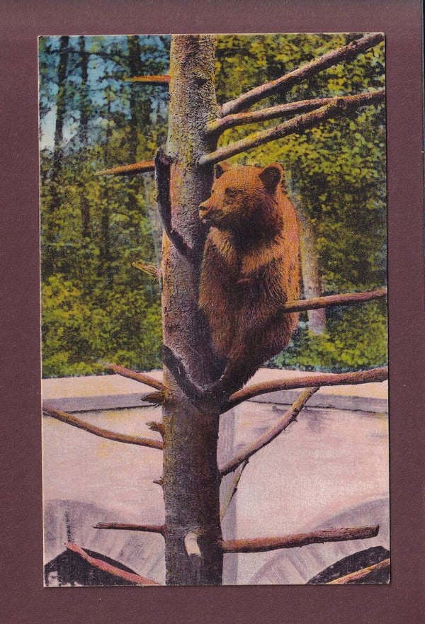 BASEL - Zoo - Bärenzwinger - 1921