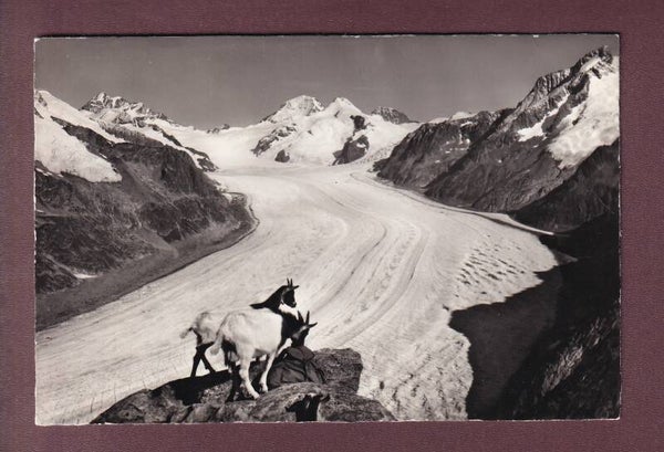 ALETSCHGLETSCHER - Ziege - 1958