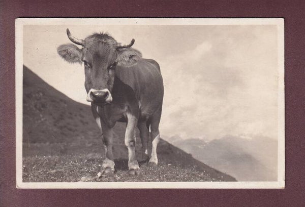 Une BELLE VACHE - 1922