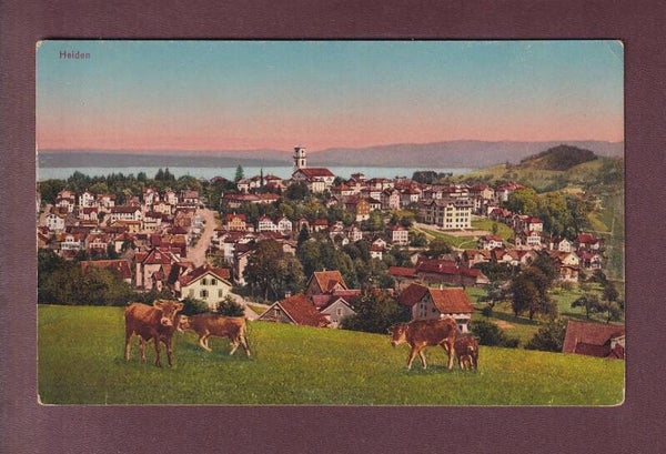 HEIDEN - Kühe