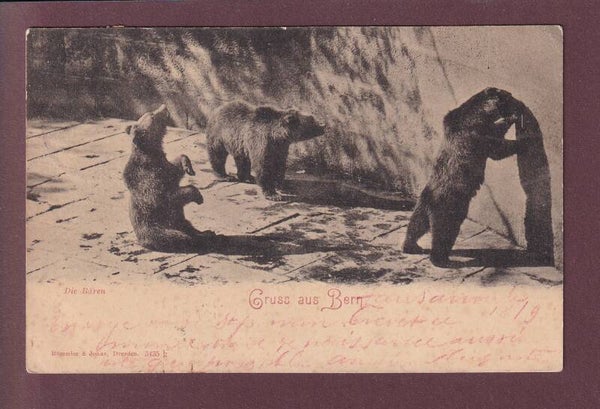 Gruss aus BERN - Die Bären - 1900 UPU