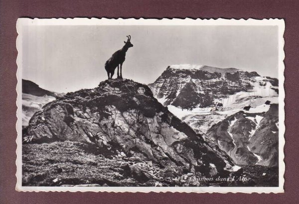 CHAMOIS dans l'alpe
