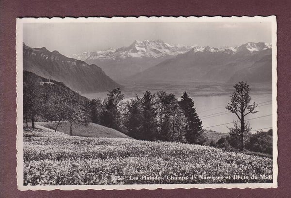 LES PLEIADES - Champ de narcisses - Dents du Midi