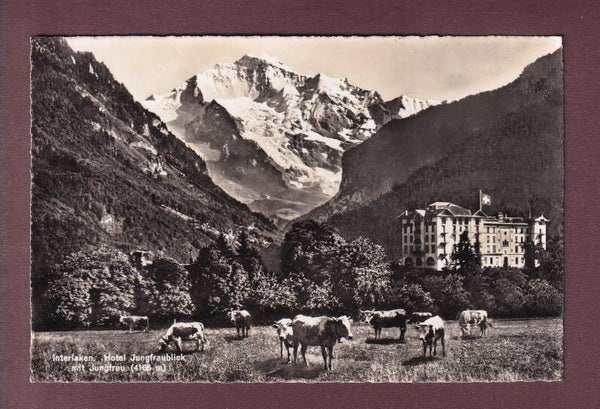 INTERLAKEN - Hotel Jungfraublick - Kühe