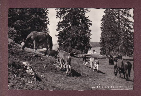 Chevaux au Pâturage du JURA