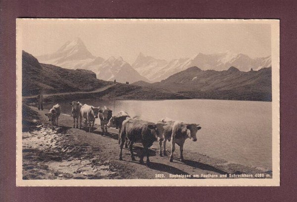 BACHALPSEE - Kühe
