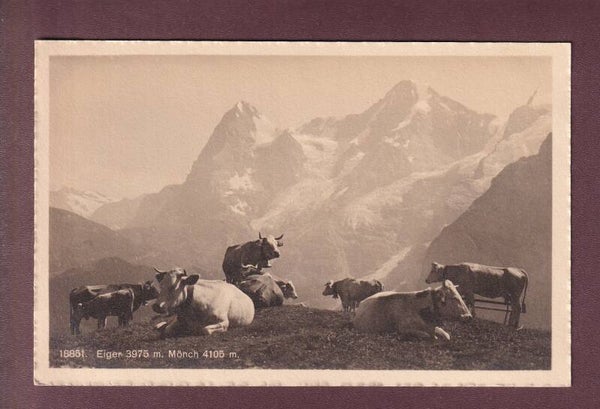 EIGER - MÖNCH - Kühe