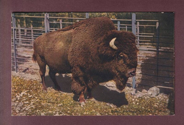 BASEL - Zoo - Bison
