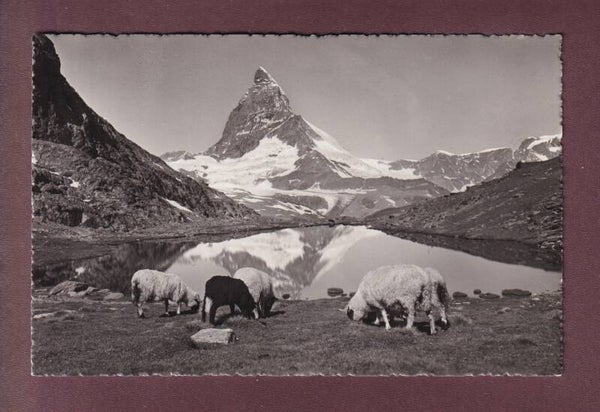 RIFFELSEE - Matterhorn - Schafherde
