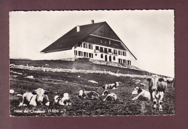 Hôtel du CHASSERAL - Vaches - 1959