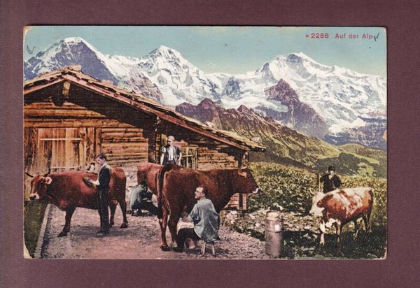 Auf der ALP - Kühe - Jungfrau