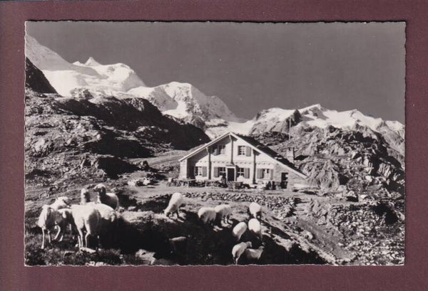 Restaurant SUSTENPASSHÖHE - Schafherde