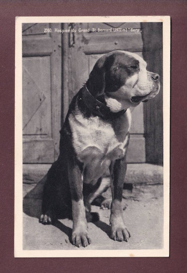 GRAND-SAINT-BERNARD - Chien Bary - 1945