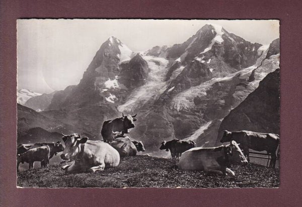EIGER und MÖNCH - Kühe - Feldpost