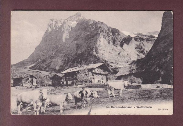 Im Berner Oberland - WETTERHORN - Kühe