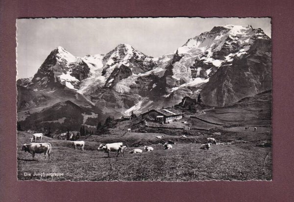 EIGER - MÖNCH - JUNGFRAU - Kühe