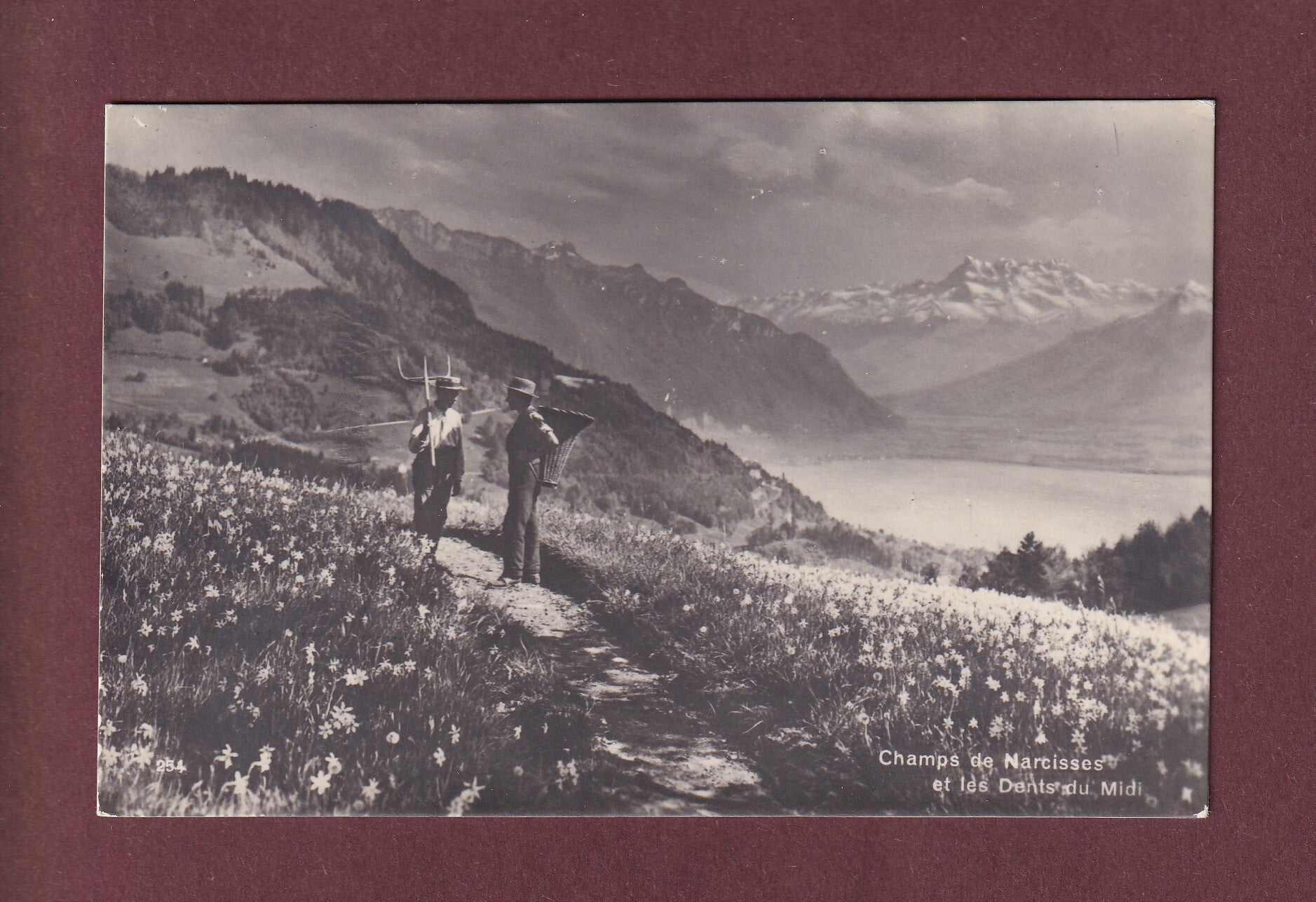 Champs de NARCISSES en-dessus de Montreux