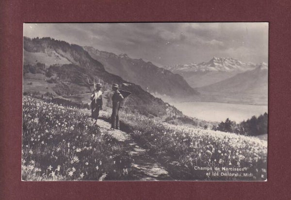 Champs de NARCISSES en-dessus de Montreux