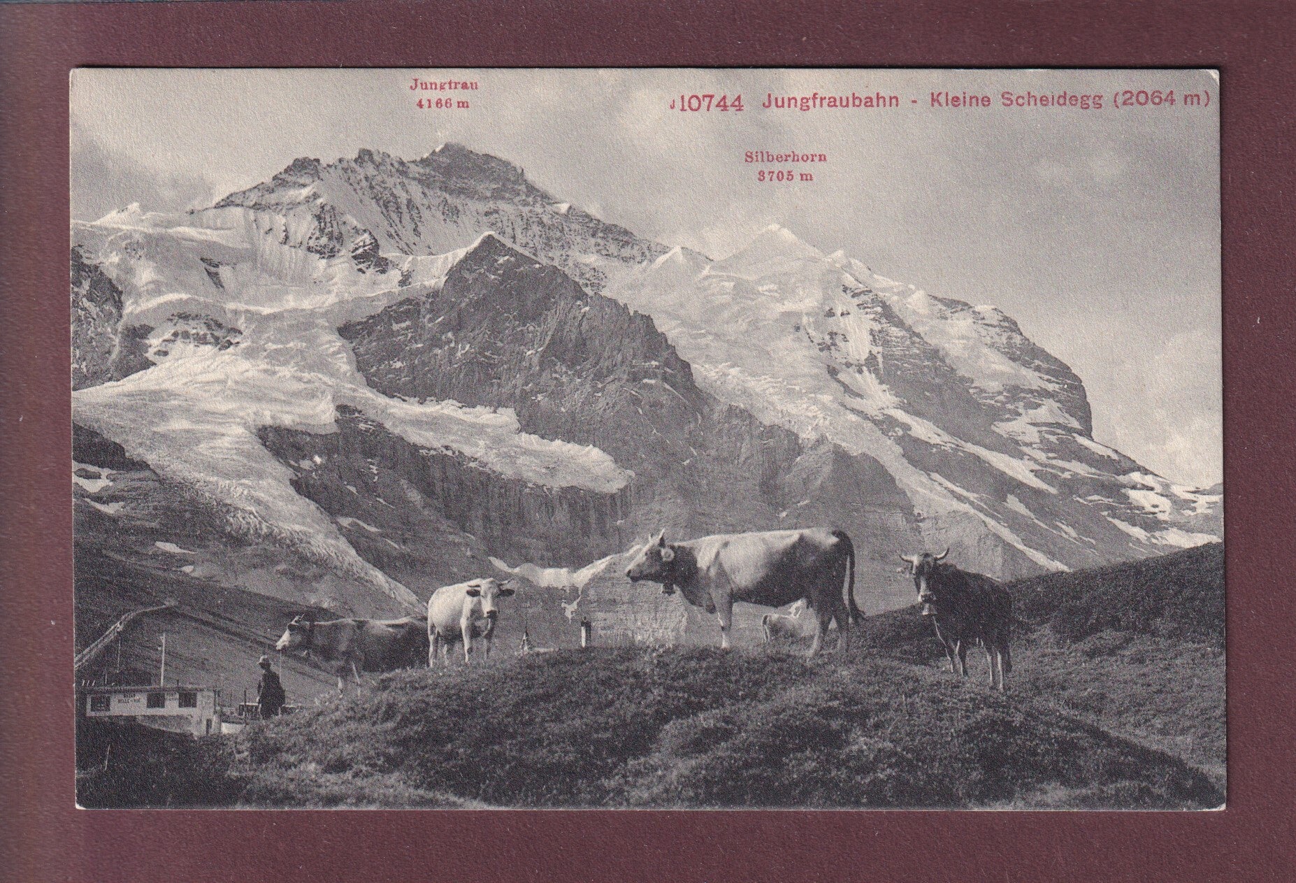 Jungfraubahn - KLEINE SCHEIDEGG - Kühe