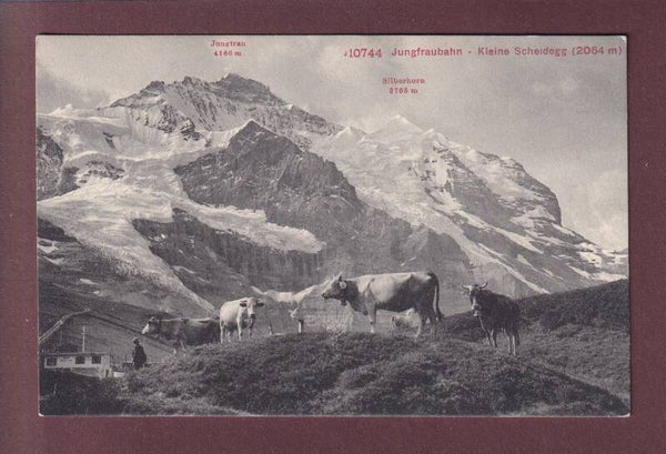 Jungfraubahn - KLEINE SCHEIDEGG - Kühe
