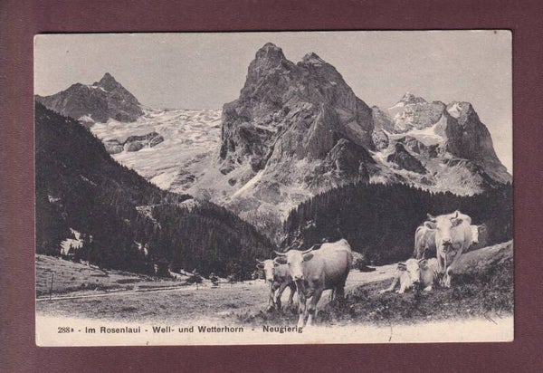 Im ROSENLAUI - Kühe