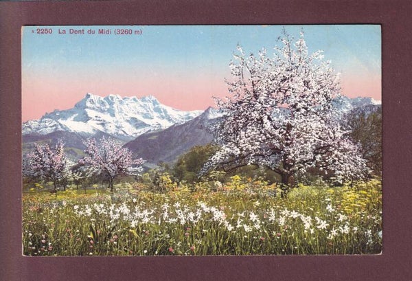 DENTS DU MIDI au printemps - Publicité au dos