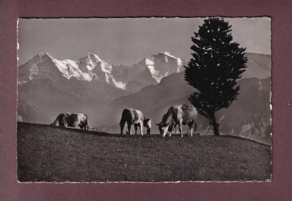 Alpweide mit EIGER, MÖNCH und JUNGFRAU - Kühe