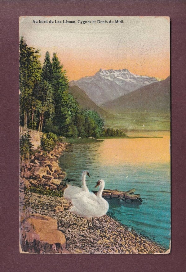LAC LEMAN - Cygnes - Dents du Midi