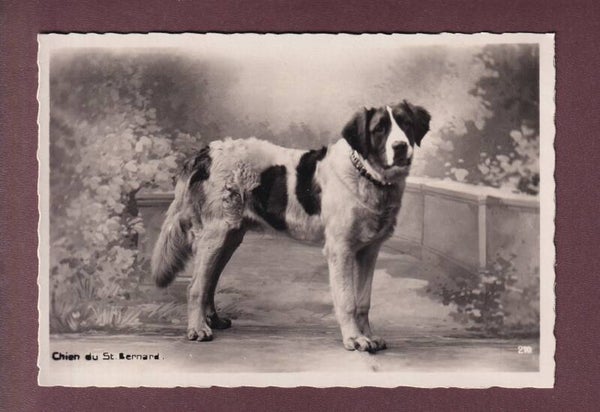 GRAND-SAINT-BERNARD - Un Chien