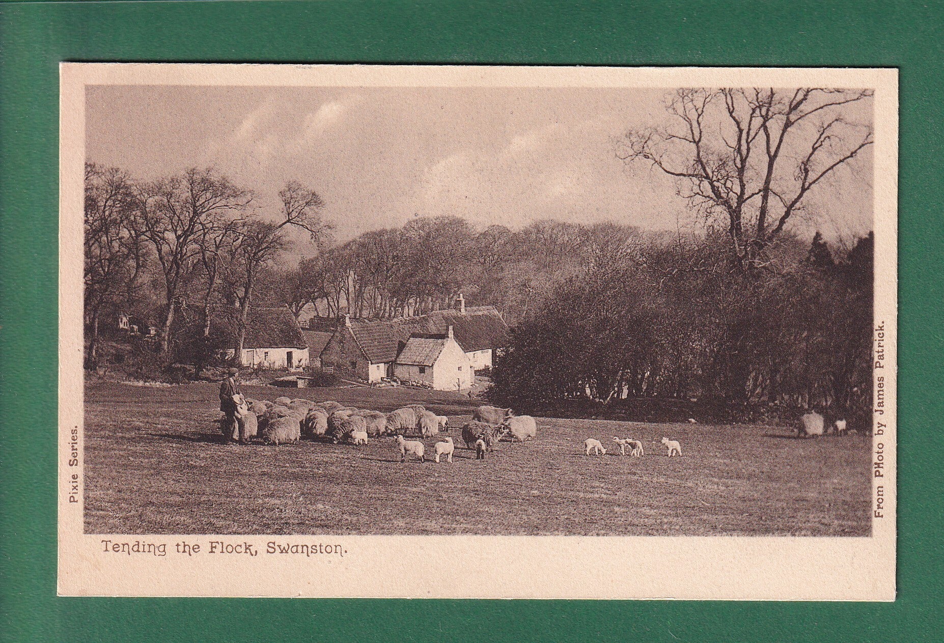 SWANSTON - Tending the Flock