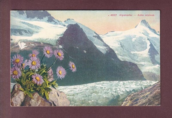 Blumen - ALPENASTER / Aster Alpinus