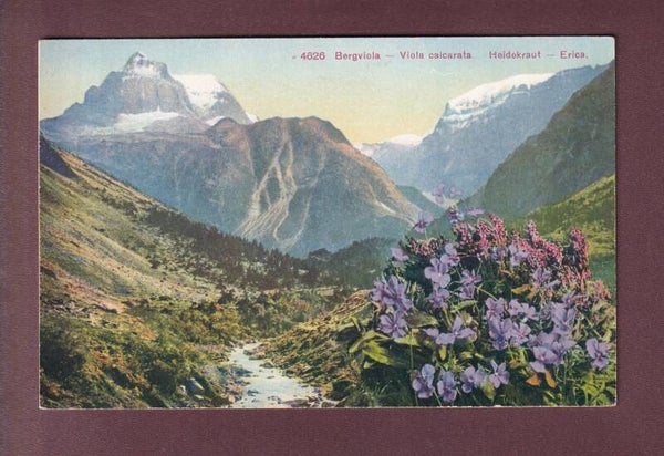 Blumen - BERVIOLA / Viola calcarata - HEIDERKRAUT / Erica