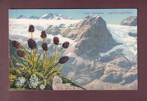 Blumen - MÄNNERTREU / Nigritella augustifolia