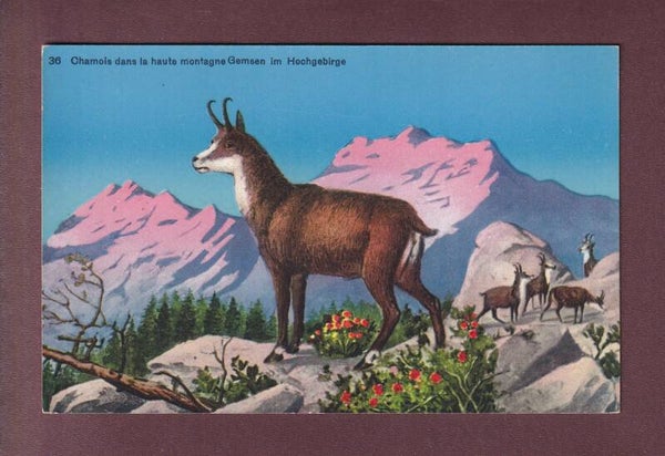 CHAMOIS / GEMSEN