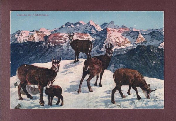 CHAMOIS / GEMSEN - 1920