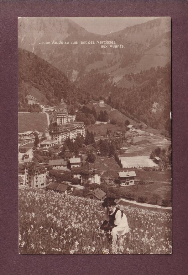 LES AVANTS - Narcisses - Cueillette - 1920