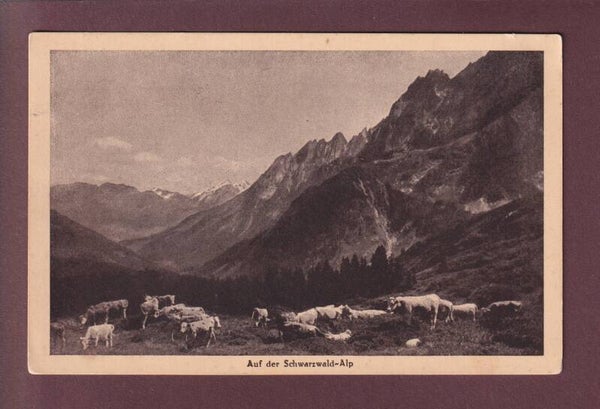 Auf der SCHWARZWALDALP bei Grindelwald - Kühe