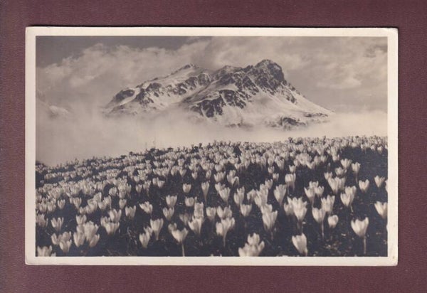 KROKUS