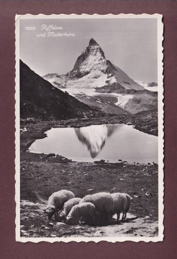 RIFFELSEE - Matterhorn - Schaffherde