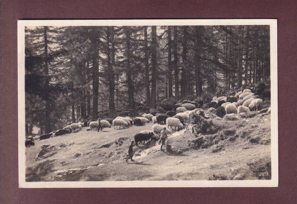 Troupeau de MOUTONS - 1928 obl. LONGIROD