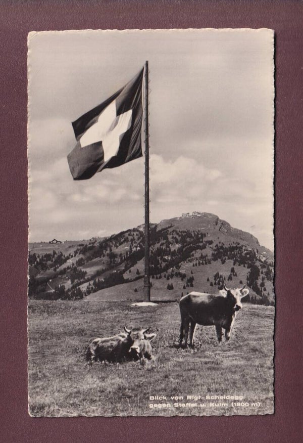 RIGI SCHEIDEGG - Kühe